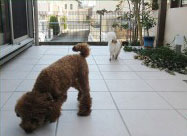 タイルテラスで快適ペットライフ！