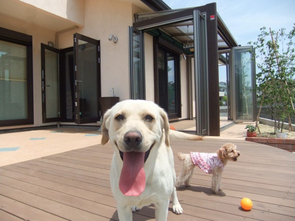 ワンちゃんたちの楽園　　大津市