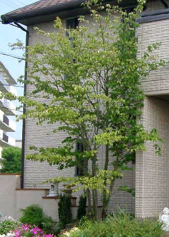 シンボルツリーにおすすめの庭木 Vol 2 京阪グリーン 滋賀 京都 大阪のエクステリア ガーデン 外構工事