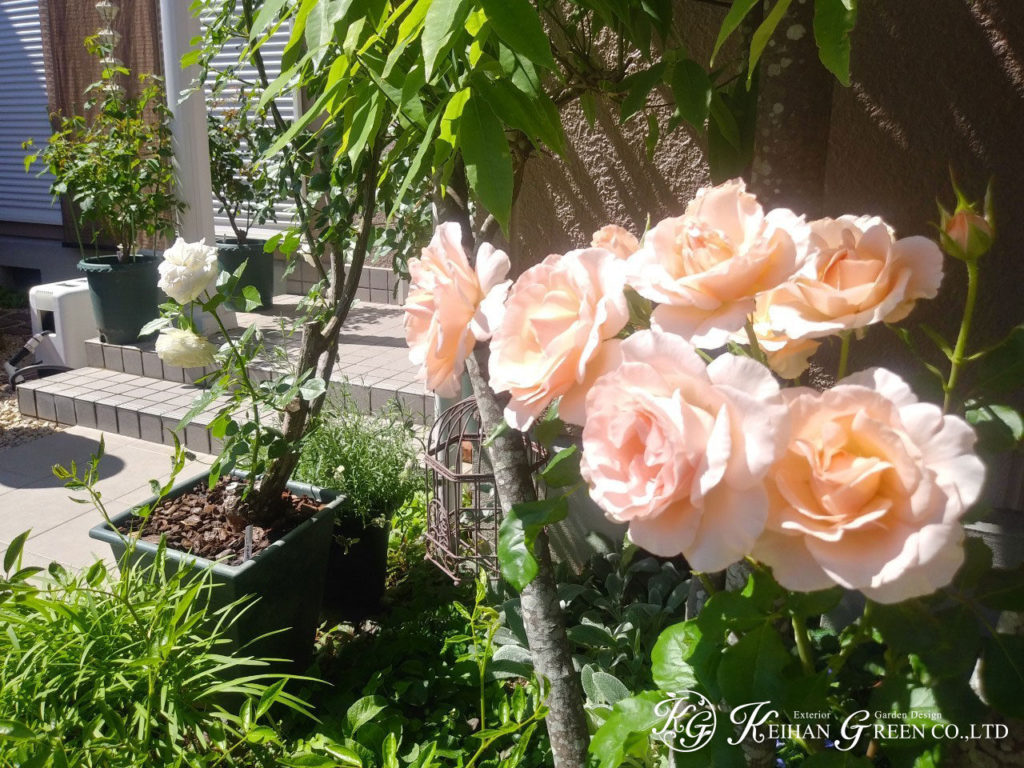 バラの似合うお手入れのしやすいお庭へリニューアル　大津市