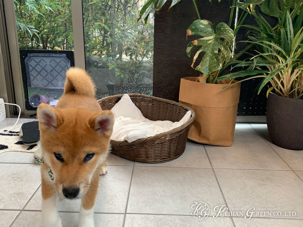 ワンちゃんのためのガーデンルーム　京都市