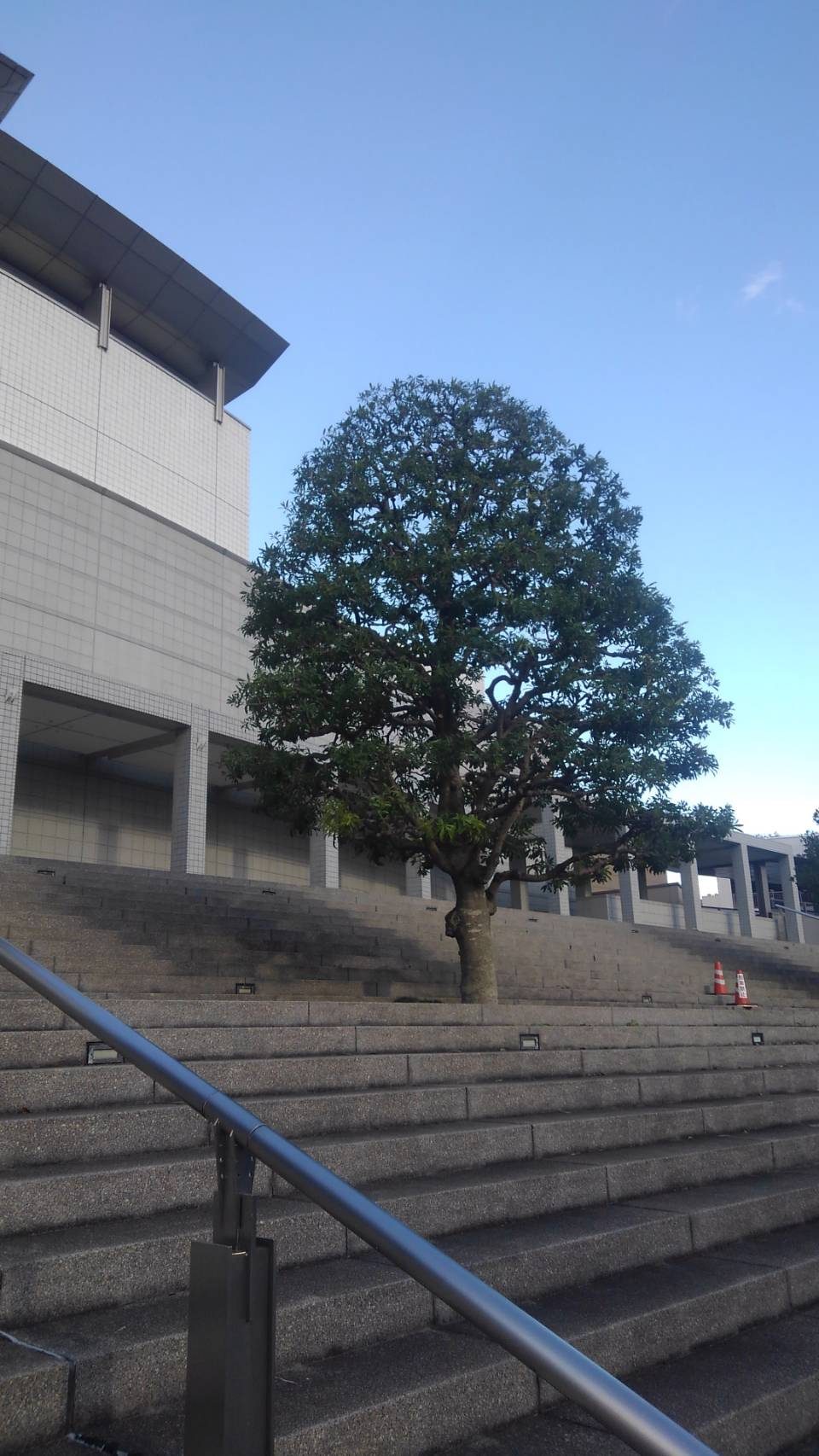 びわ湖ホールの植栽剪定 びわ湖ホールの植栽剪定