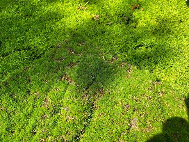 人工苔を使った坪庭