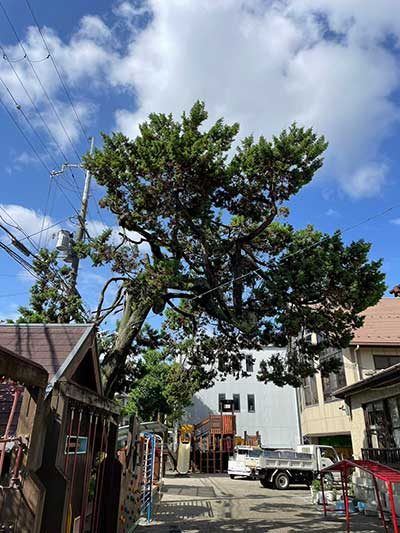 幼稚園にて剪定作業