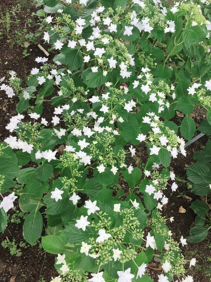 紫陽花 京阪グリーン 滋賀 京都 大阪のエクステリア ガーデン 外構工事