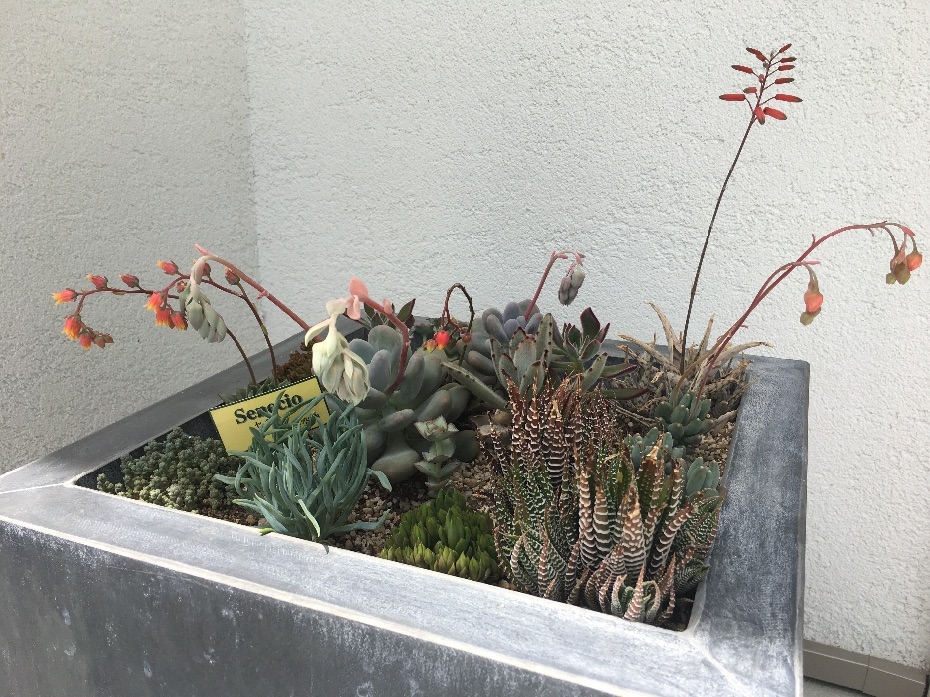 多肉植物の花 京阪グリーン 滋賀 京都 大阪のエクステリア ガーデン 外構工事