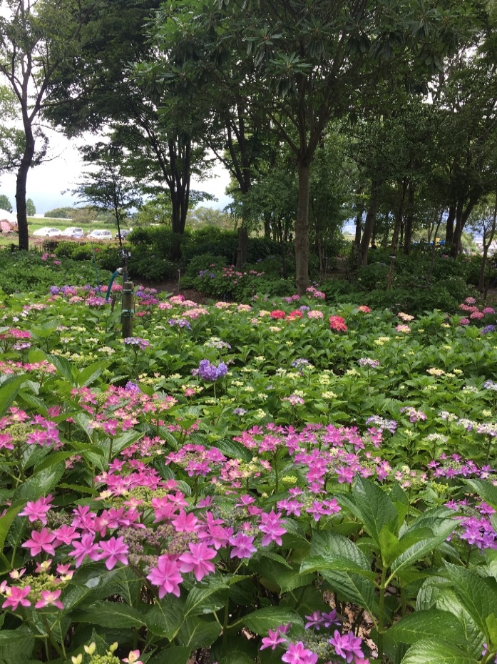 紫陽花 京阪グリーン 滋賀 京都 大阪のエクステリア ガーデン 外構工事